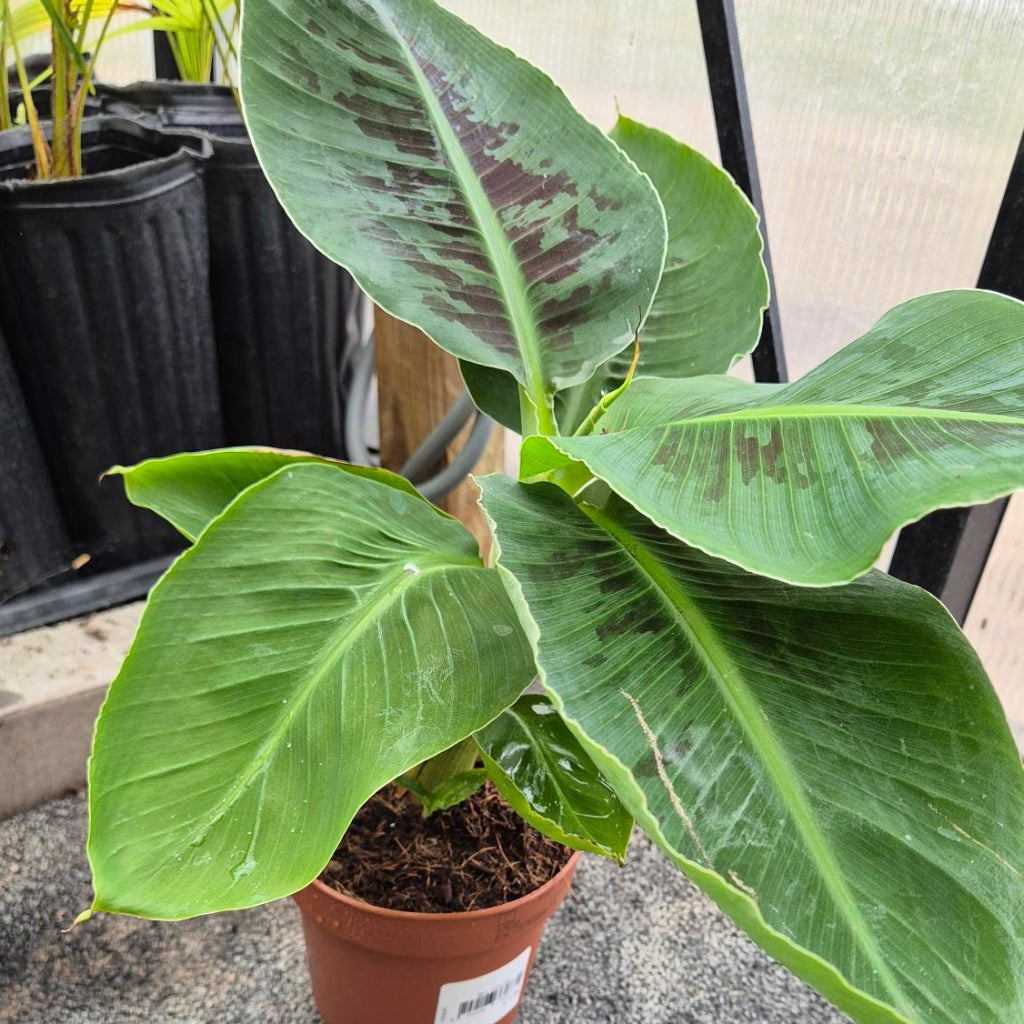 Sierbanaan Plant — Musa Tropicana