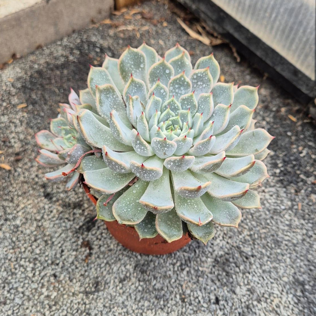 Blauwe Echeveria — Poederblauwe Rozet