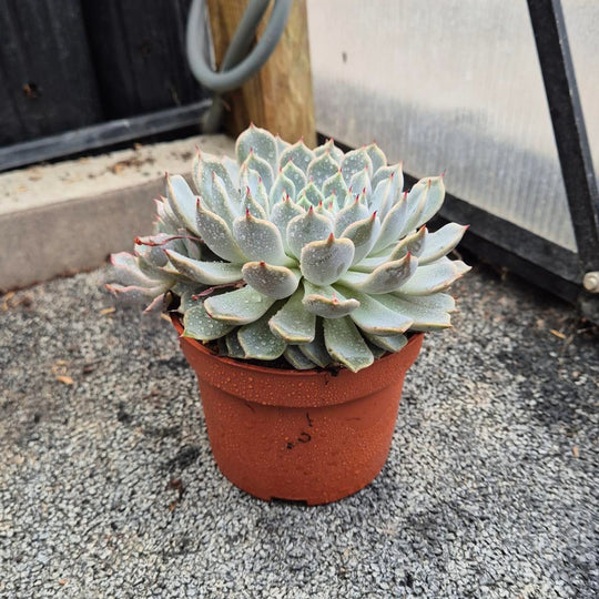 Blauwe Echeveria — Poederblauwe Rozet