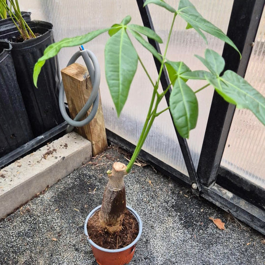 Geluksboom Plant — Pachira Aquatica