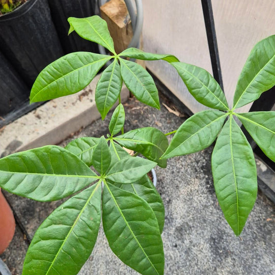 Geluksboom Plant — Pachira Aquatica
