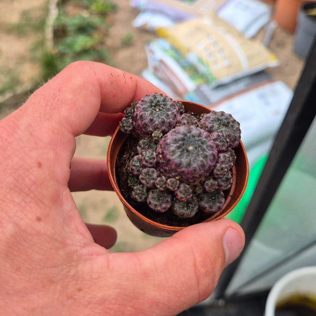 Sulcorebutia Rauschii — Paarse Clustercactus