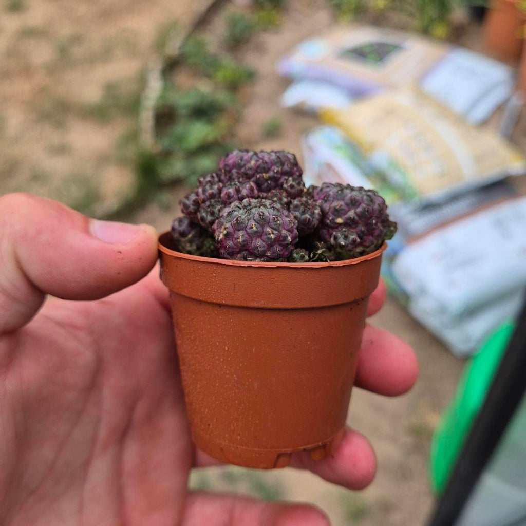Sulcorebutia Rauschii — Paarse Clustercactus