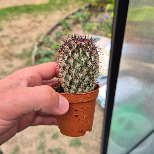 Mammillaria Cactus — Rode Stekels