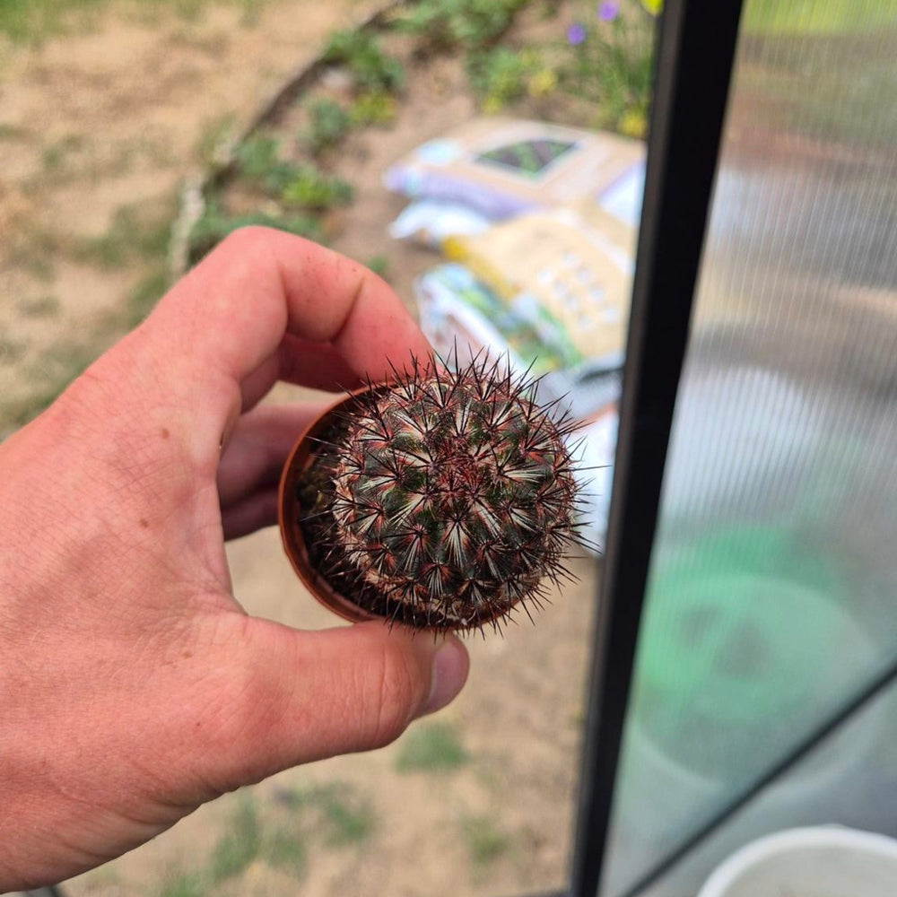 Mammillaria Cactus — Rode Stekels