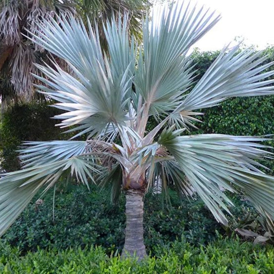 Blauwe Latanpalm Zaden — Latania Loddigesii