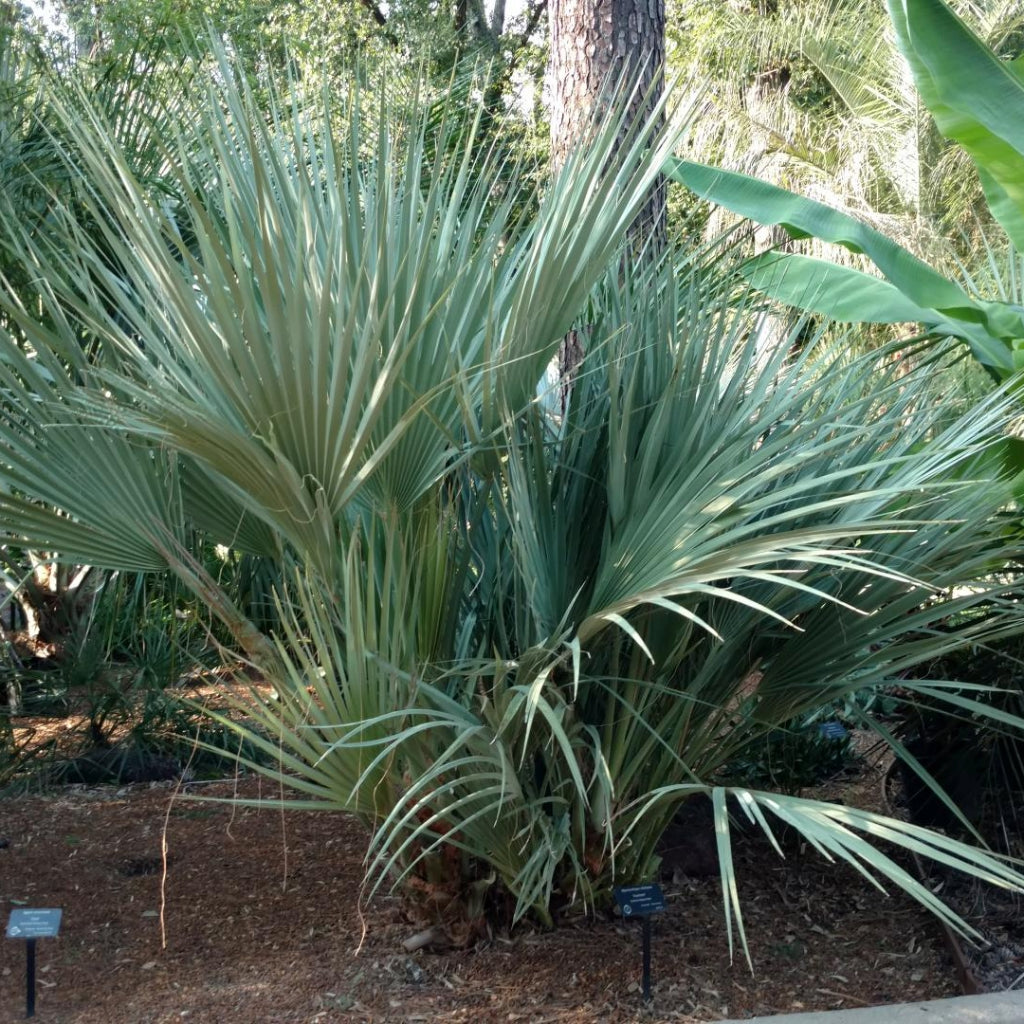 Himalaya palm