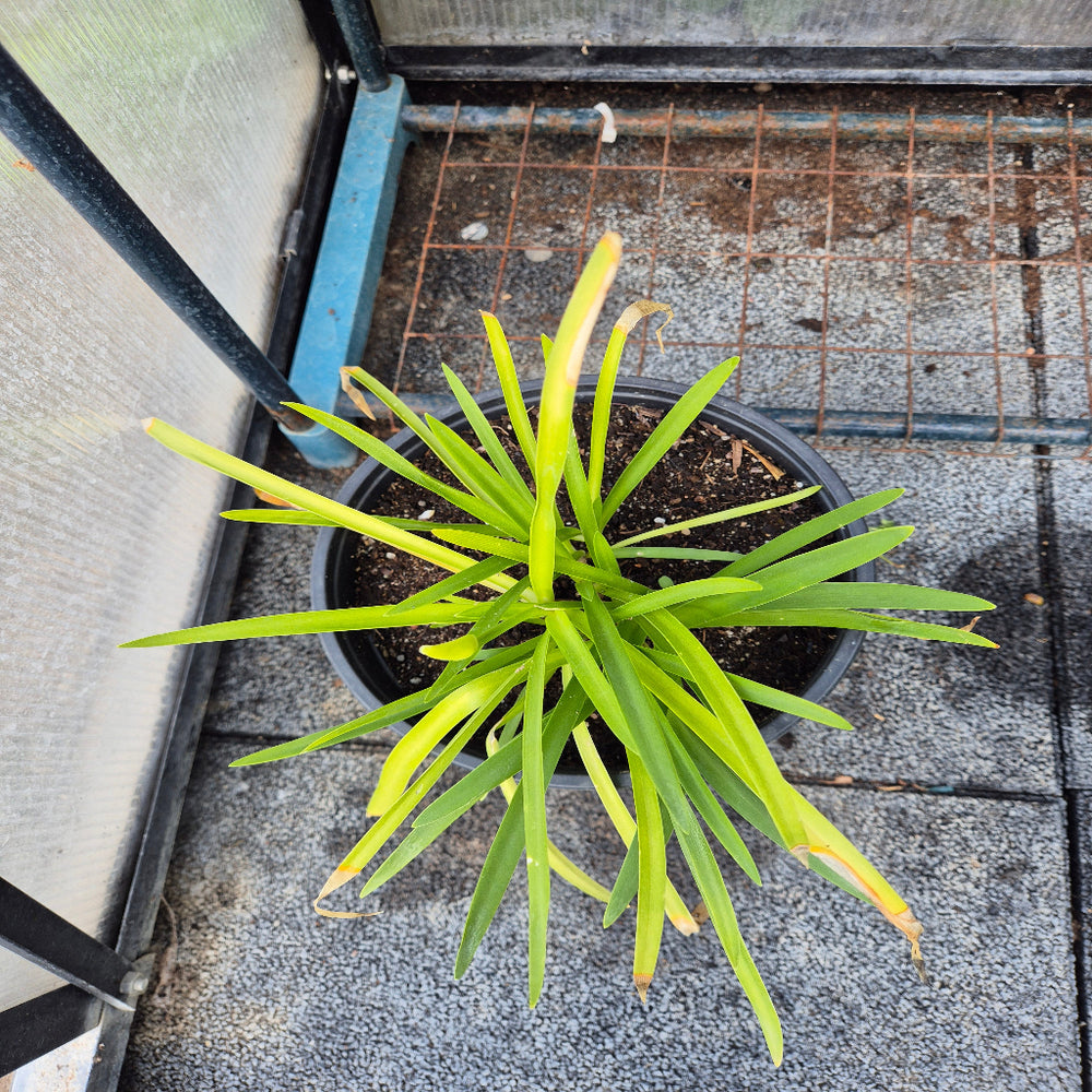 Agapanthus
