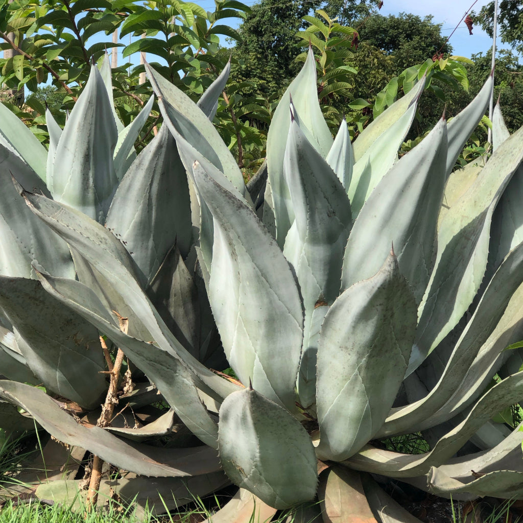 Agave Valenciana zaden