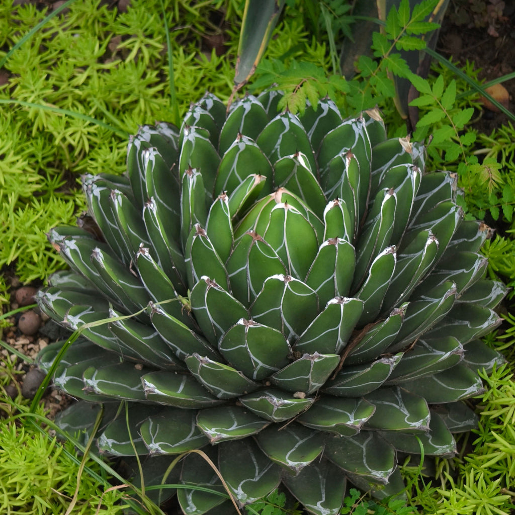Agave Victoriae-Reginae 'Giant'