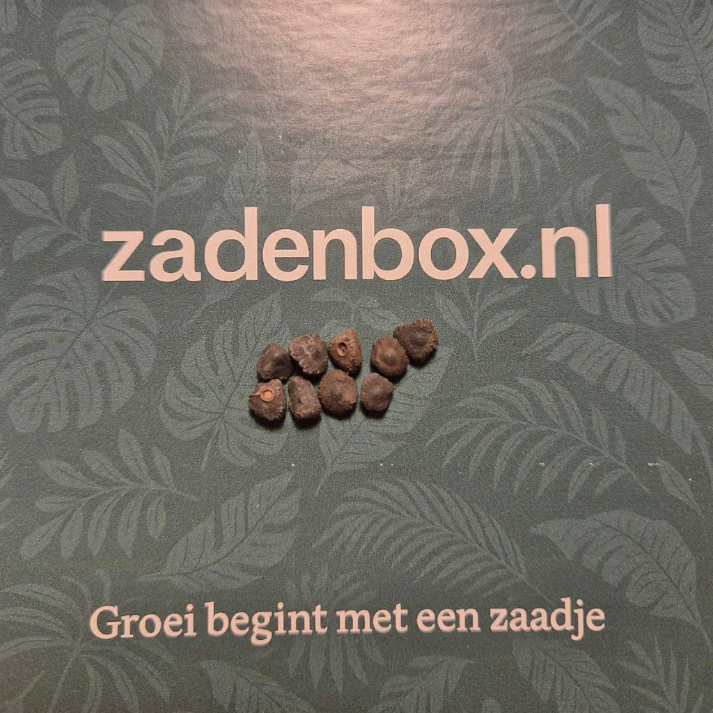 Musa Velutina zaailingen banaanzaden kweken tropisch Jungleflora