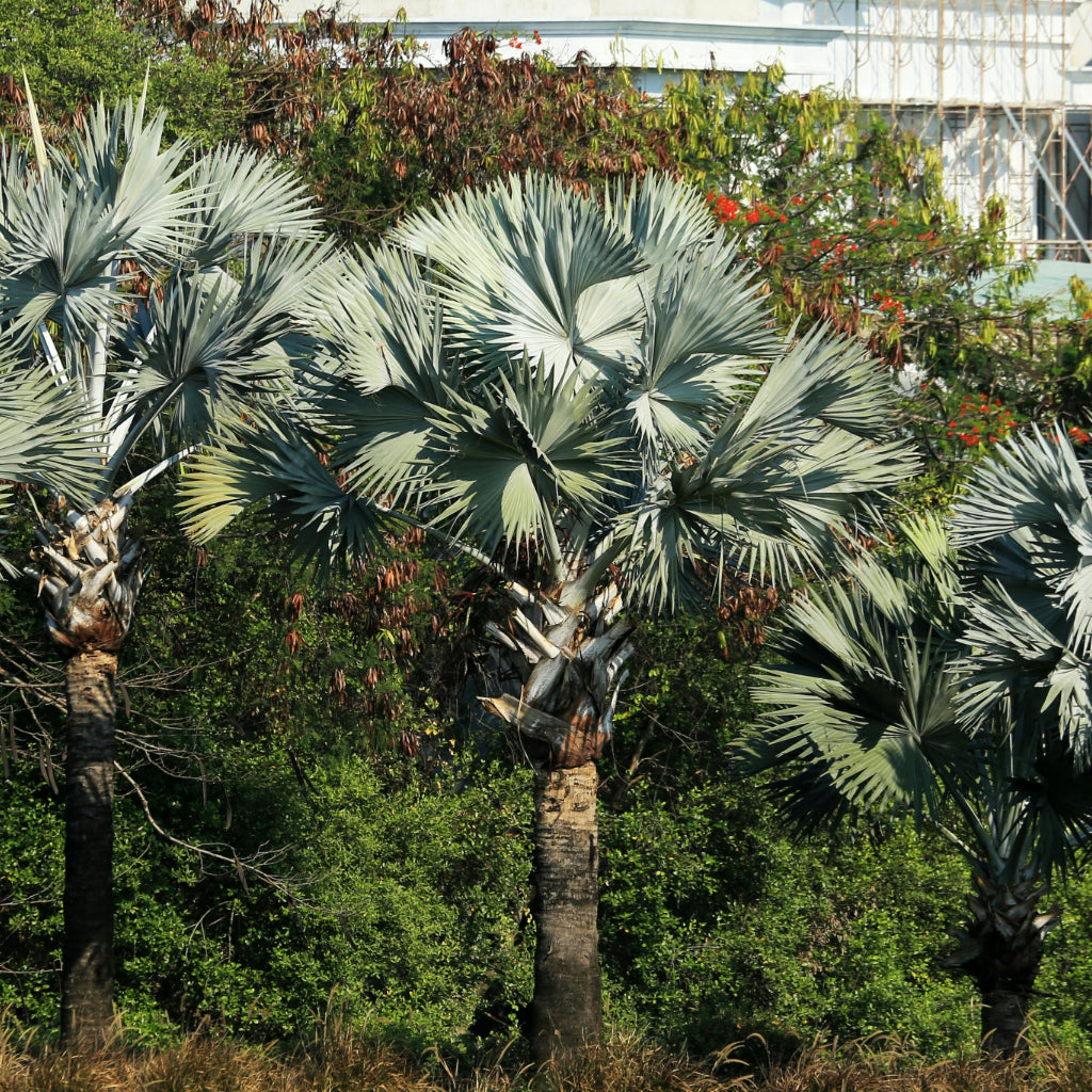 Bismarck palm