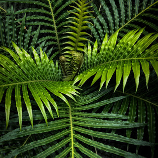 Boliviaanse Reuzenvaren Sporen — Blechnum Buchtienii