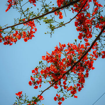 Australische Vlamboom Zaden — Brachychiton Acerifolius