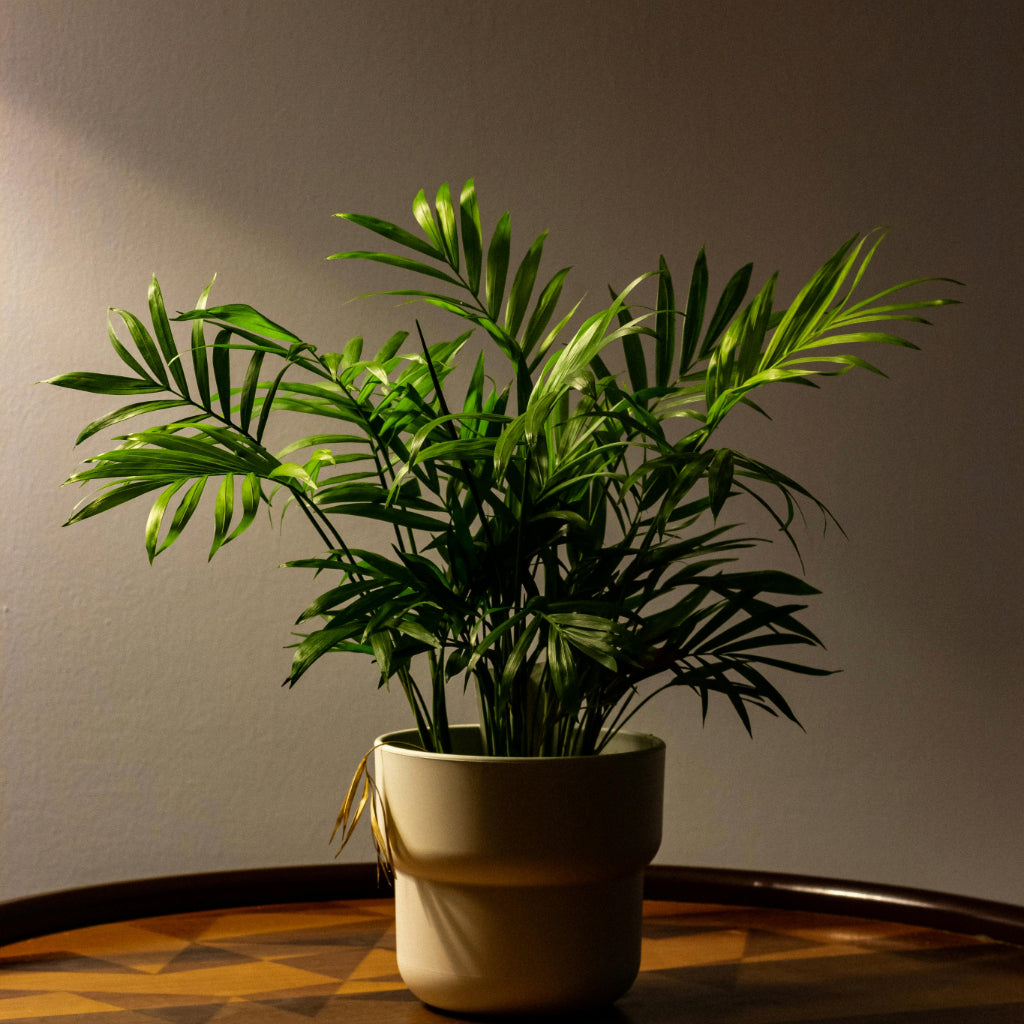 Salon Palm