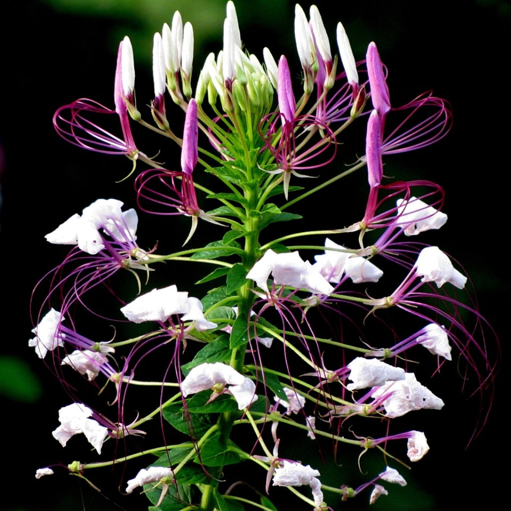 Spinnenbloem