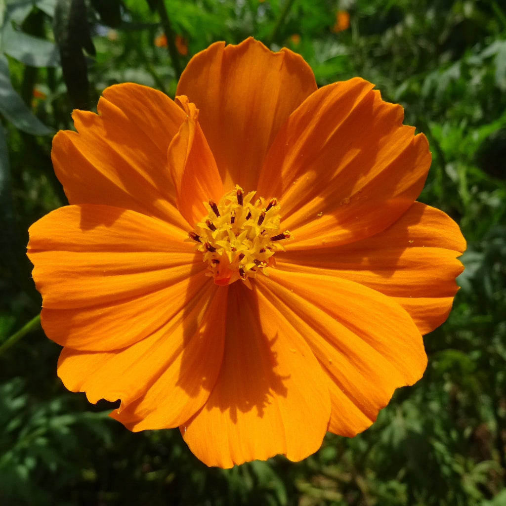 Gele Cosmea