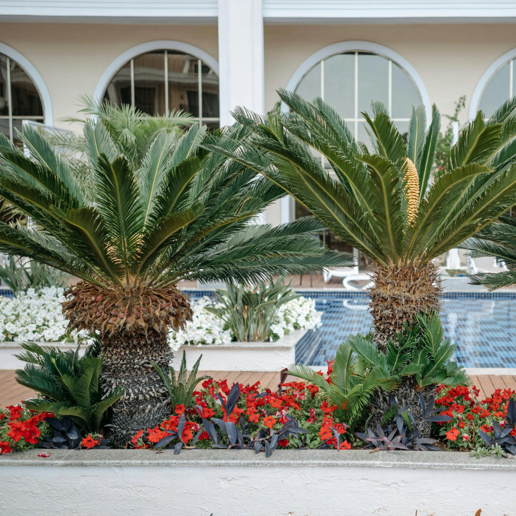cycas revoluta