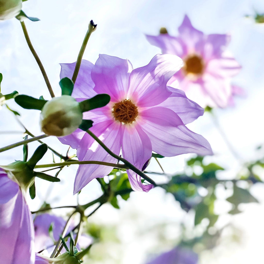 Dahlia Campanulata