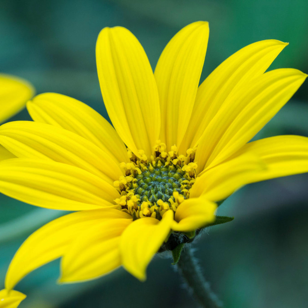 Zilverzonnebloem