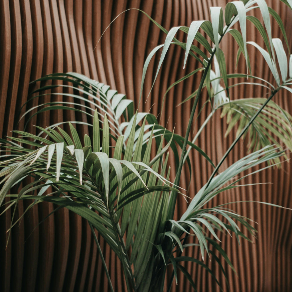 Kentia palm