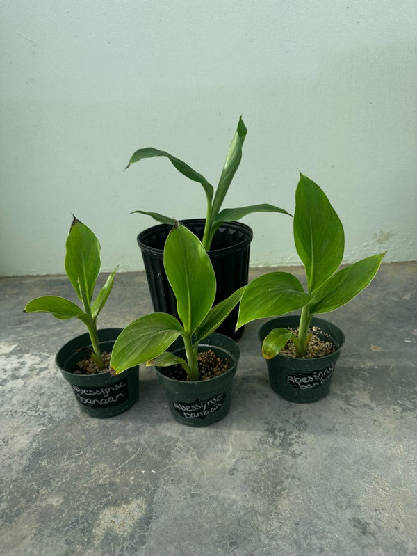 Abessijnse banaan