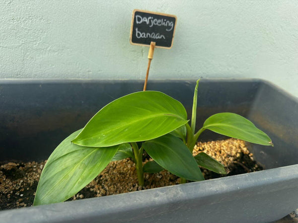 Darjeeling banaan