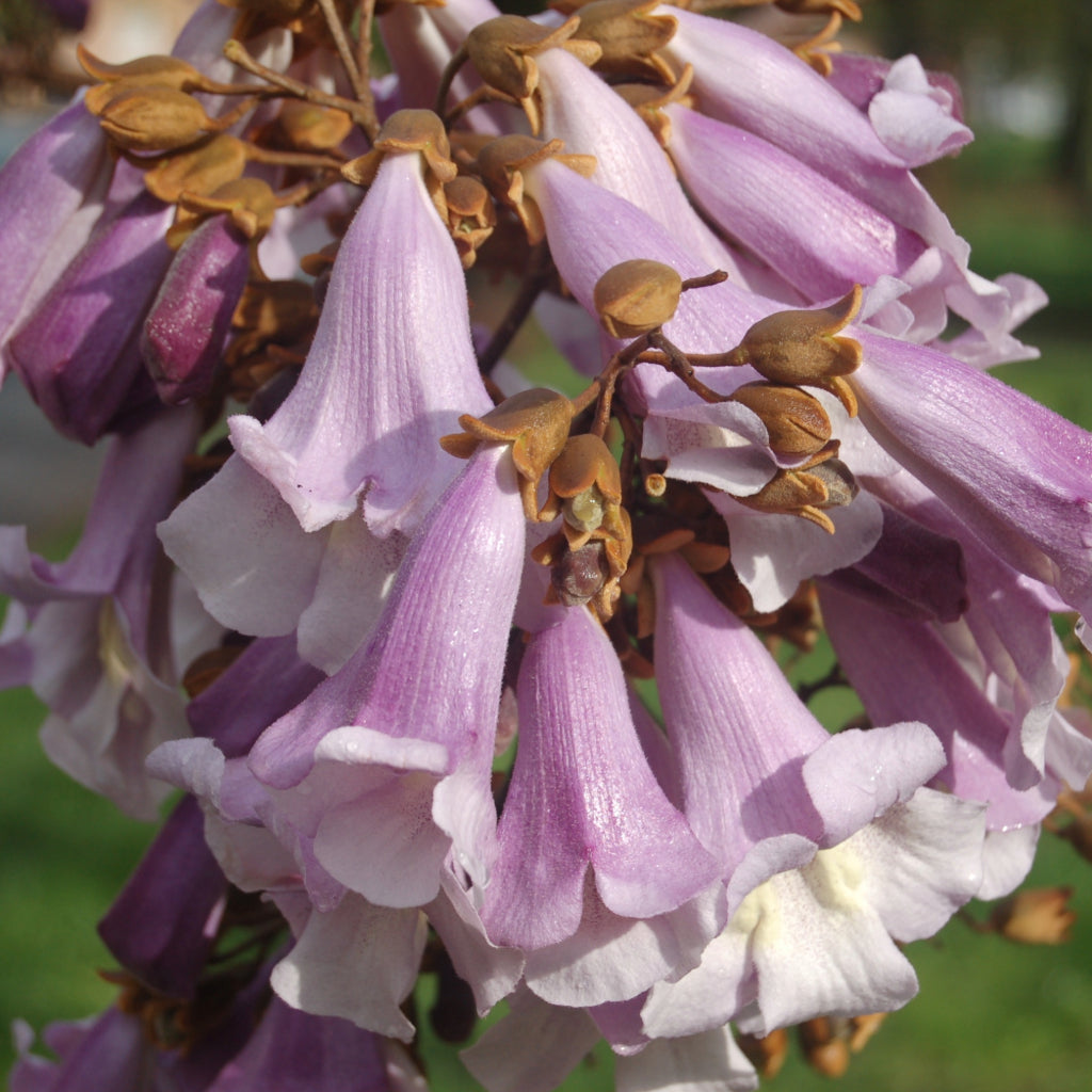 Paulownia tomentosa