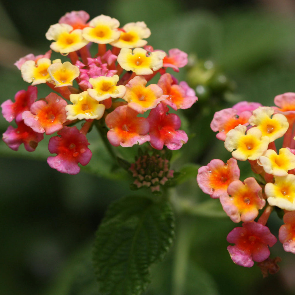 Lantana Camara