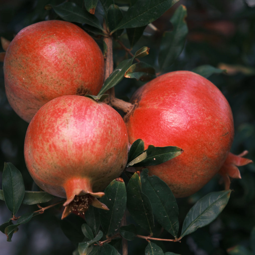 granaatappel