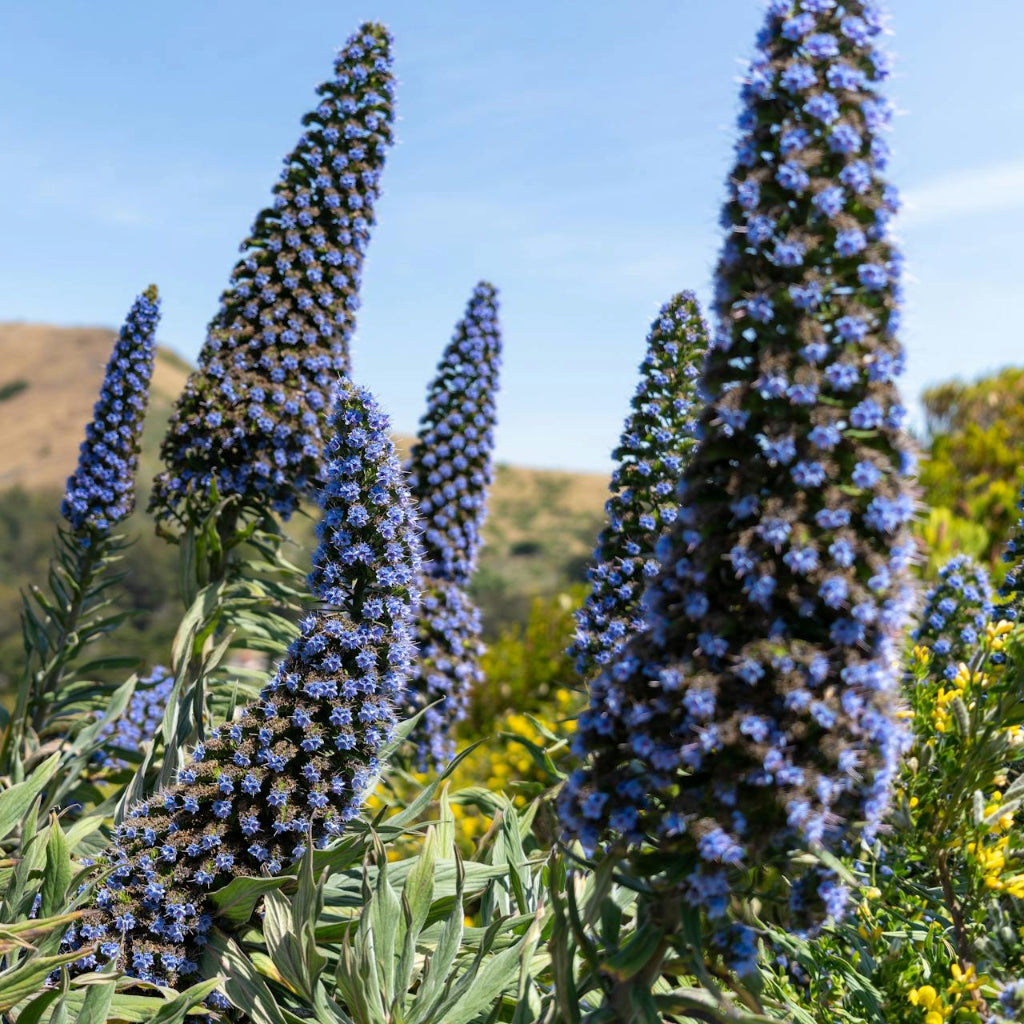 Puya Berteroniana