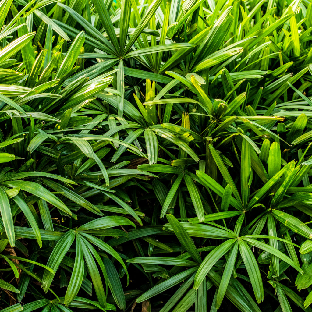 Lady palm