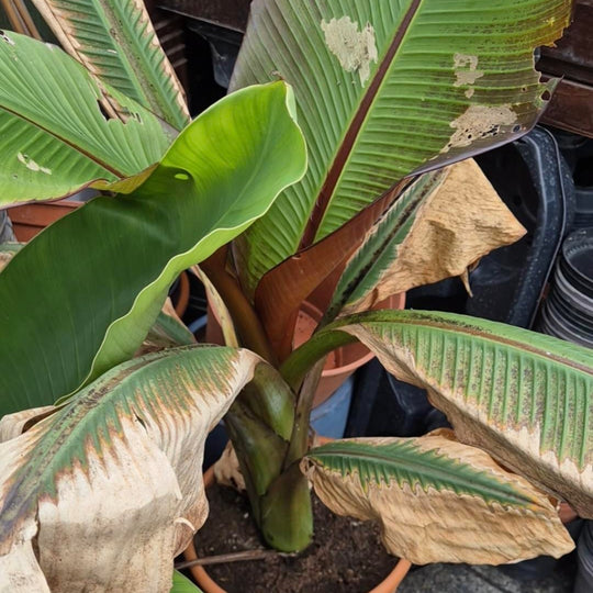 Ensete Ventricosum &