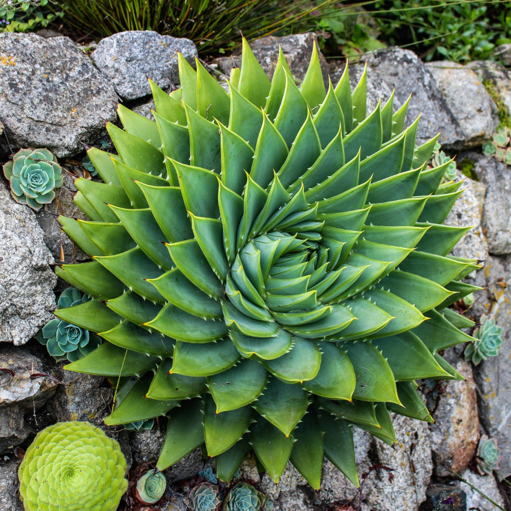 spiraal aloe zaden