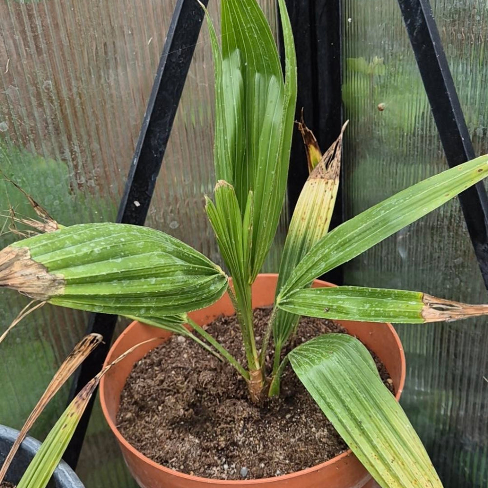Trachycarpus fortunei