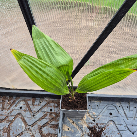 Trachycarpus &