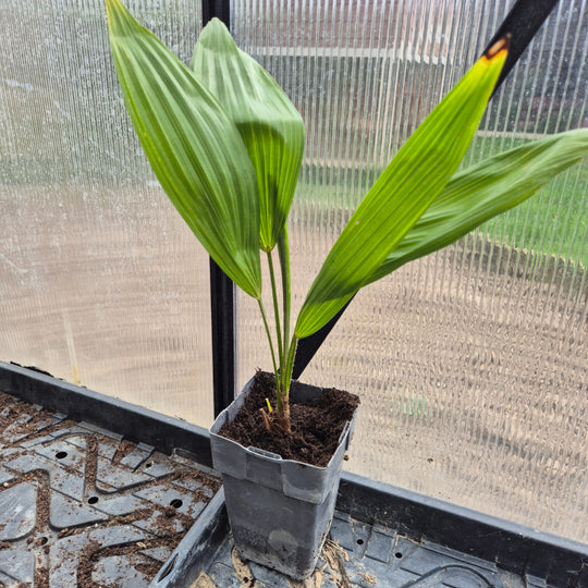 Trachycarpus &