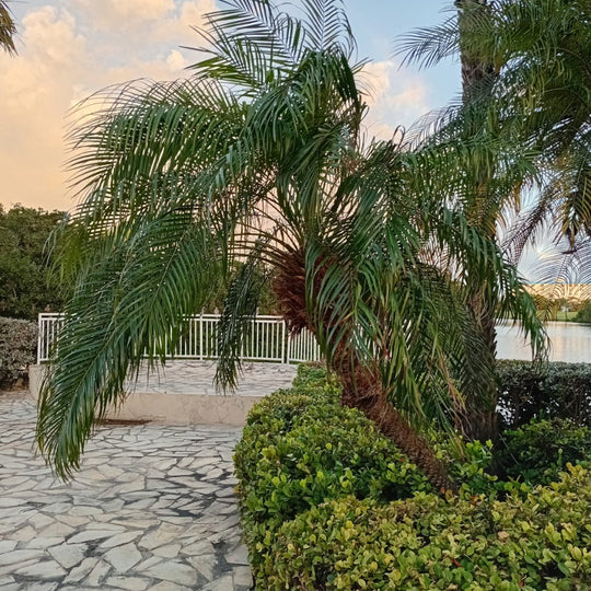 Dwergdadelpalm Zaden — Phoenix Roebelenii
