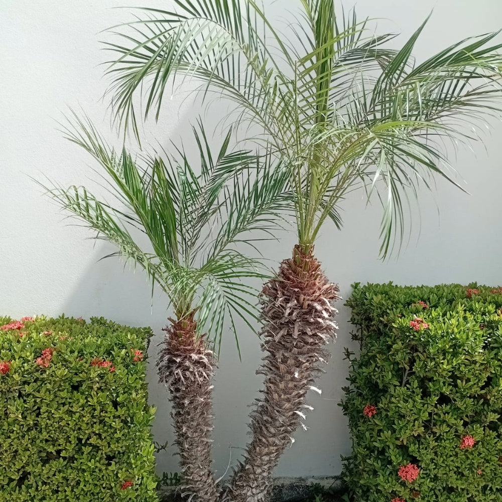 Dwergdadelpalm Zaden — Phoenix Roebelenii