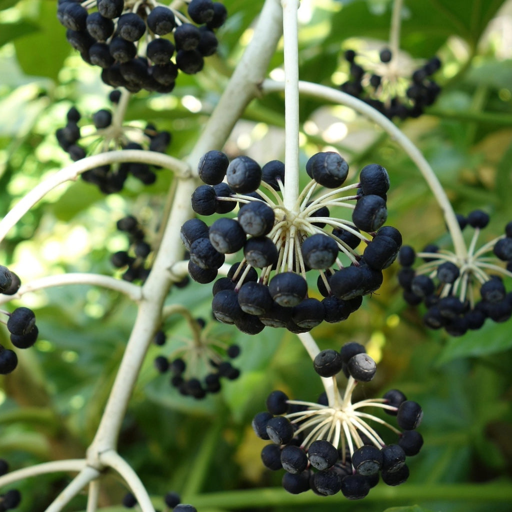 Fatsia Japonica