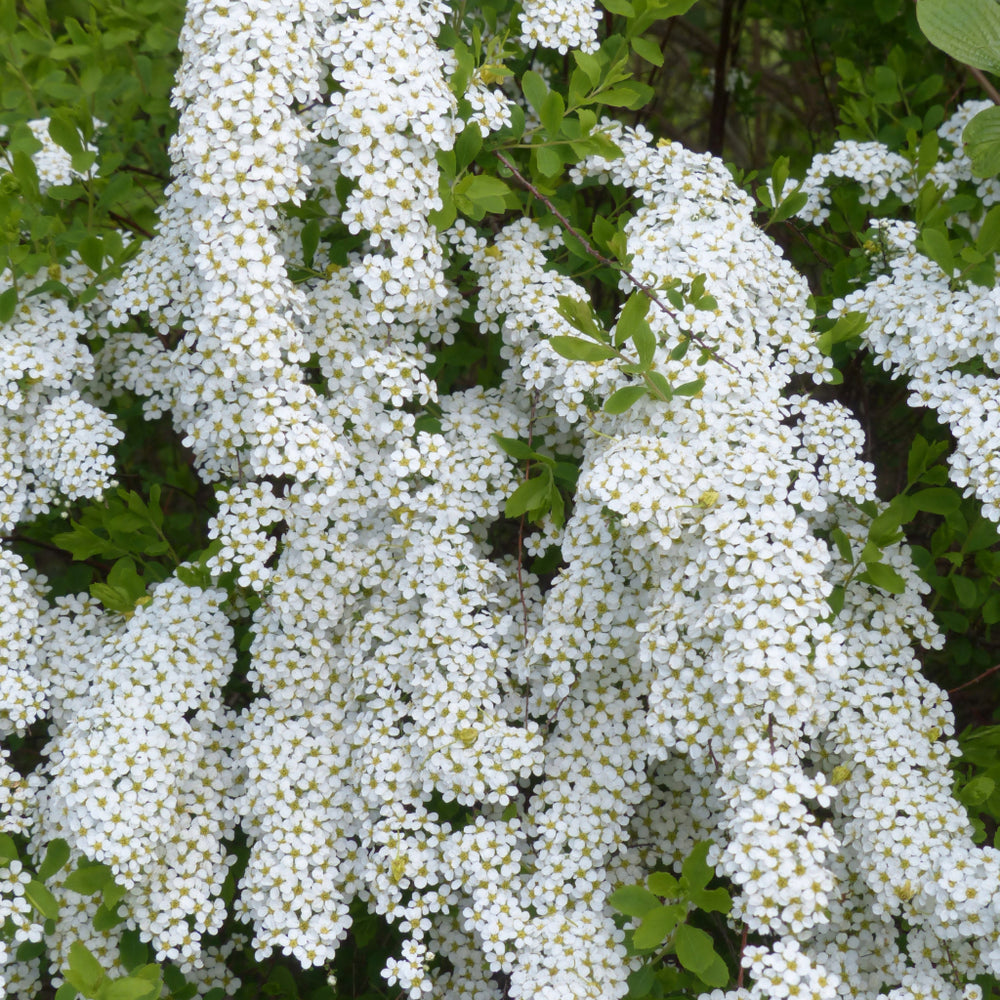Kiwibes Zaden — Actinidia Arguta