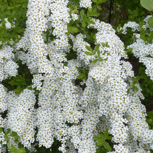 Kiwibes Zaden — Actinidia Arguta