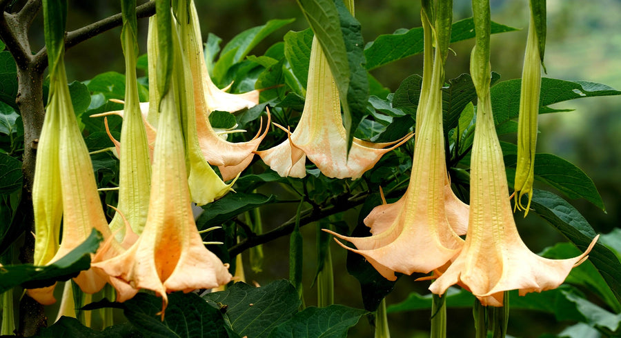Tropische bloemen