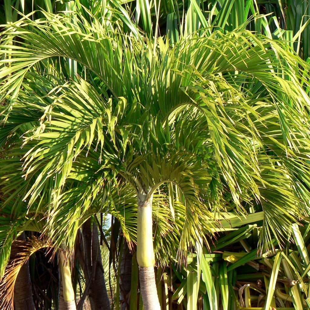  Adonidia merrillii 