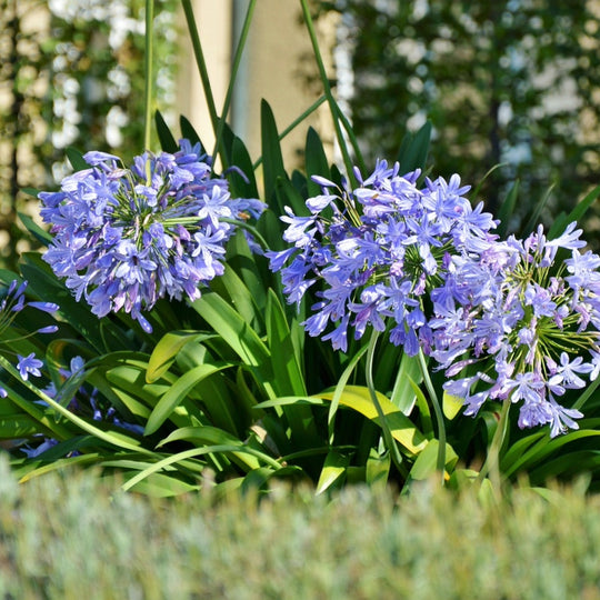 Afrikaanse Lelie Zaden — Agapanthus Africanus