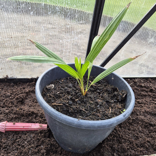 Trachycarpus fortunei – Windpalm Zaailing (2 jaar oud)
