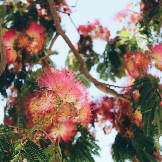 Roze Zijdeboom Zaden — Albizia Julibrissin &