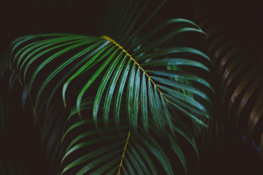 Palmbomen