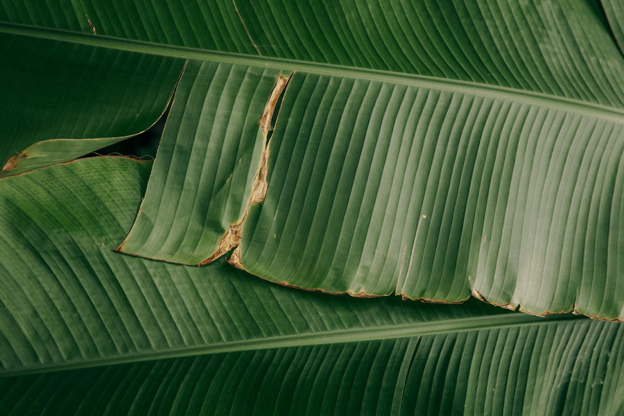 Bananenplanten