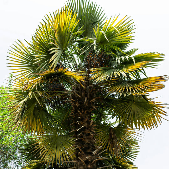 Chinese Waaierpalm Zaden — Trachycarpus Fortunei